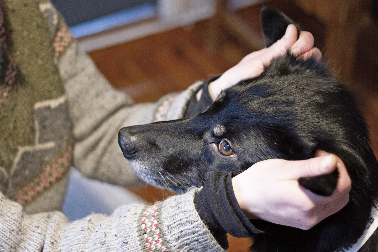 Annelin Brill behandler en sort hund