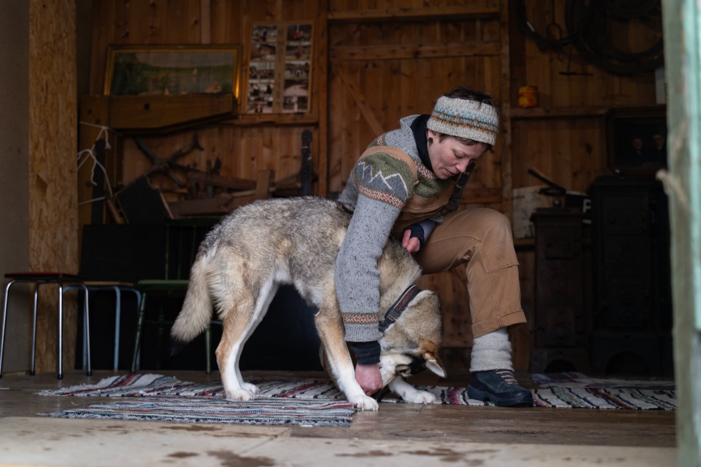 Annelin Brill undersøker en husky