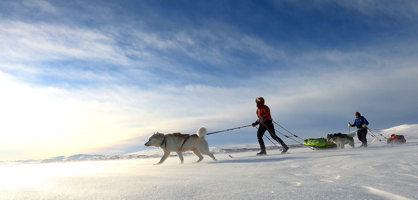 Hund som trekker en skiløper over snødekt vidde