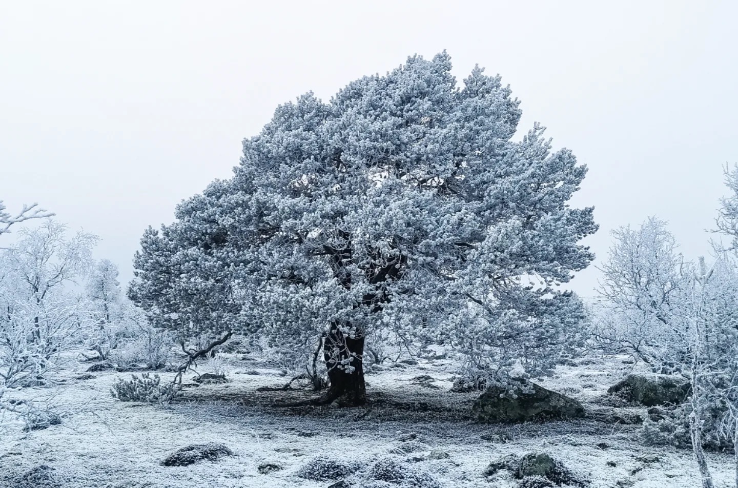 Frostdekt furu i fjellet