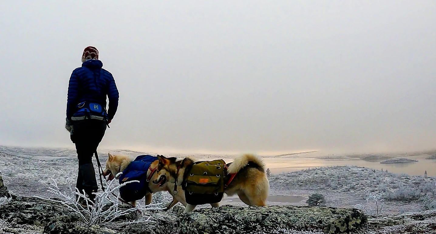 Annelin Brill med hundene sine på fjellet en frostdag